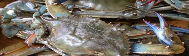 Crabs