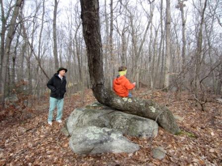 A tree supported by a rock