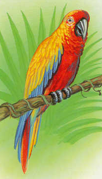 Parrot