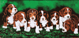 Puppies