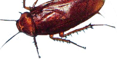 Roach